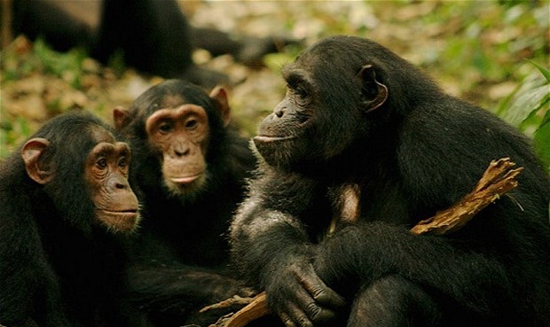 Chimps_2964154b https://www.kasese.go.ug/wp-content/uploads/2020/06/Chimps_2964154b.jpg