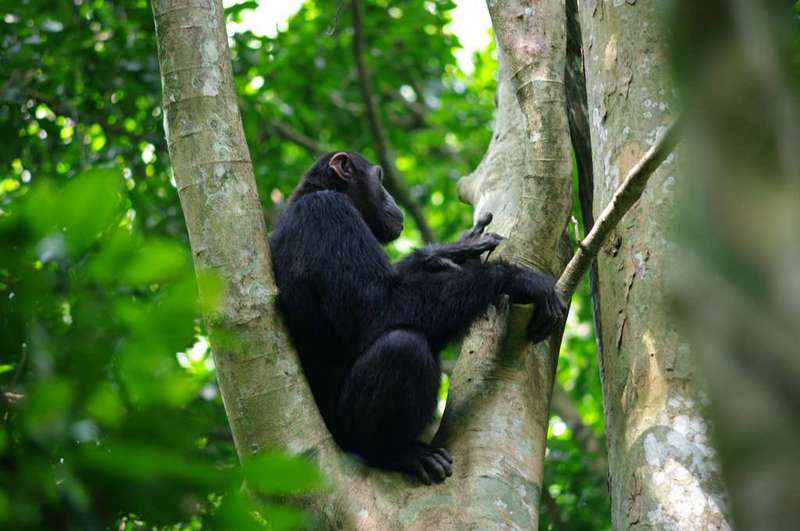 https://www.kasese.go.ug/wp-content/uploads/2020/06/primates.jpg