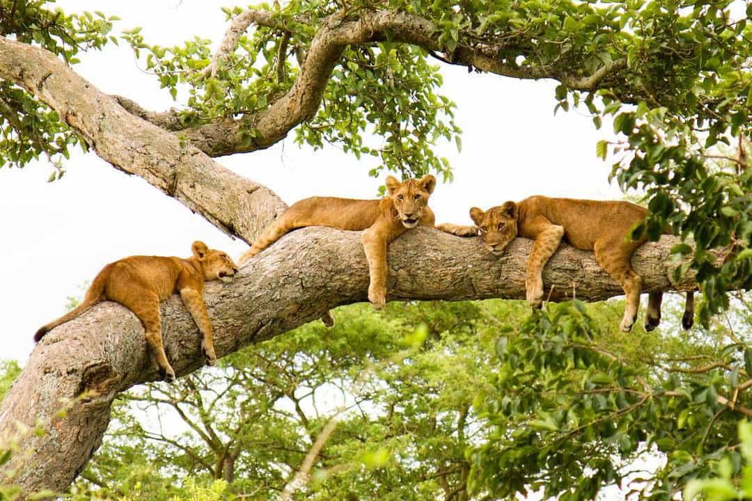 Queen-Elizabeth-National-Park (1) https://www.kasese.go.ug/wp-content/uploads/2020/06/Queen-Elizabeth-National-Park-1.jpg